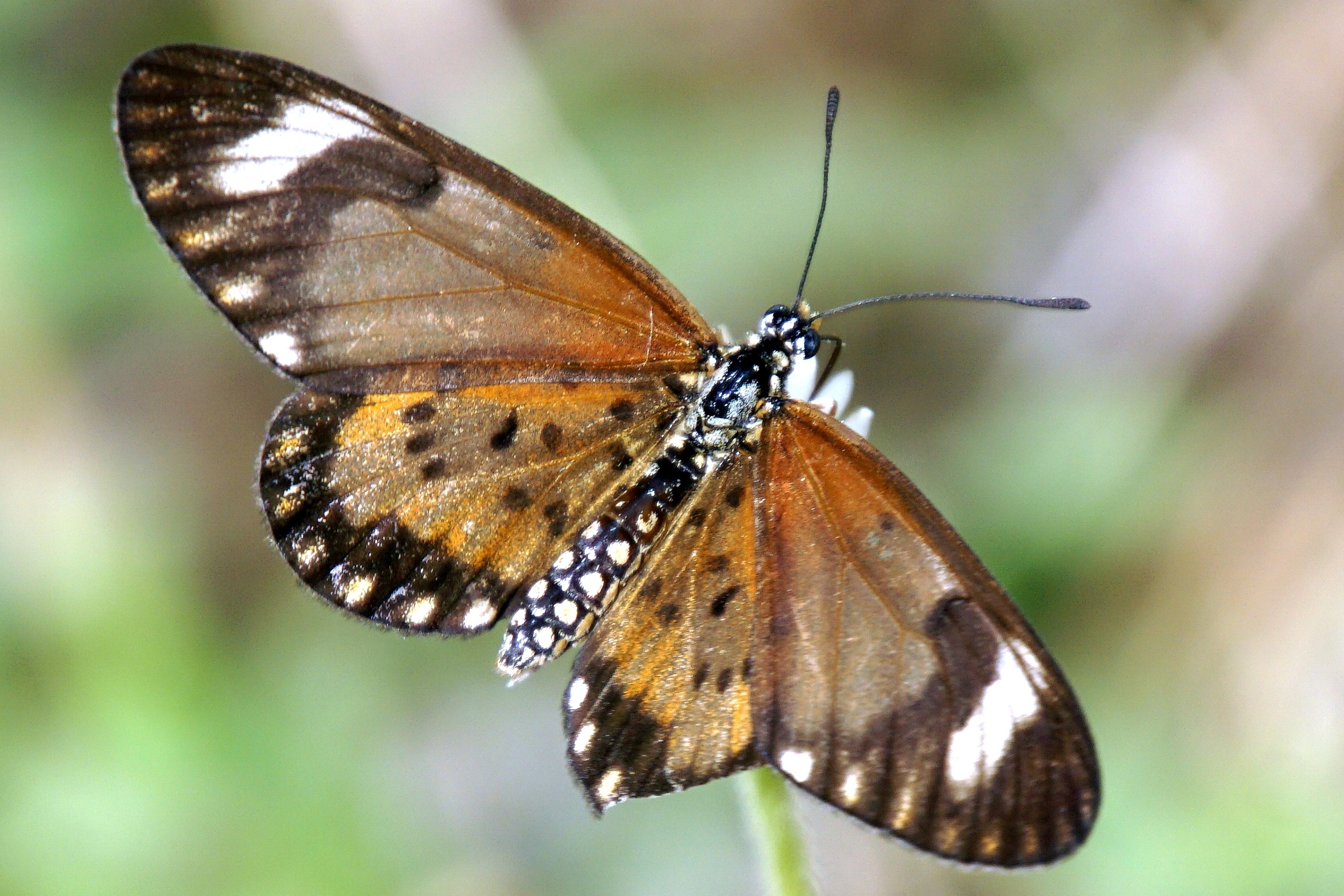 Pseudosphex garleppi - Förster Schmetterling